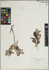 Foto von Salix lapponum L.